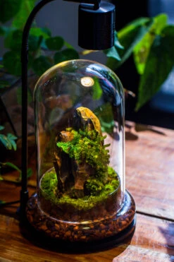 Round Glass Cloche Terrarium 12 Cm Diameter X 20cm Height With Matching Warm White Spot LED Grow Light And Base Set -Terrarium Plant Hub IMG 9235