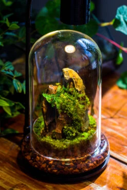 Round Glass Cloche Terrarium 12 Cm Diameter X 20cm Height With Matching Warm White Spot LED Grow Light And Base Set -Terrarium Plant Hub IMG 9236