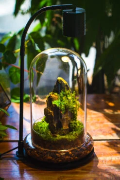 Round Glass Cloche Terrarium 12 Cm Diameter X 20cm Height With Matching Warm White Spot LED Grow Light And Base Set -Terrarium Plant Hub IMG 9237