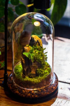Round Glass Cloche Terrarium 12 Cm Diameter X 20cm Height With Matching Warm White Spot LED Grow Light And Base Set -Terrarium Plant Hub IMG 9240