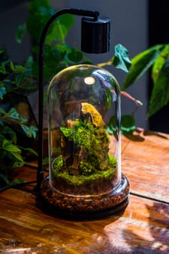 Round Glass Cloche Terrarium 12 Cm Diameter X 20cm Height With Matching Warm White Spot LED Grow Light And Base Set -Terrarium Plant Hub IMG 9241