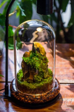 Round Glass Cloche Terrarium 12 Cm Diameter X 20cm Height With Matching Warm White Spot LED Grow Light And Base Set -Terrarium Plant Hub IMG 9243