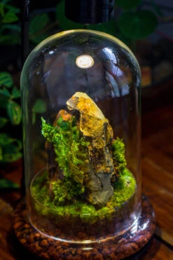 Round Glass Cloche Terrarium 12 Cm Diameter X 20cm Height With Matching Warm White Spot LED Grow Light And Base Set -Terrarium Plant Hub IMG 9245