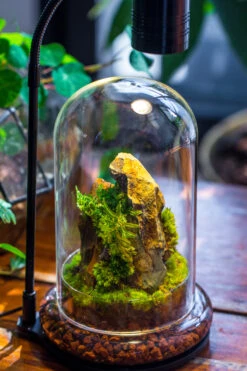 Round Glass Cloche Terrarium 12 Cm Diameter X 20cm Height With Matching Warm White Spot LED Grow Light And Base Set -Terrarium Plant Hub IMG 9280