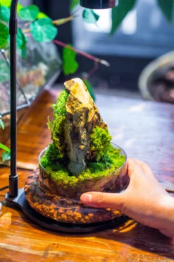 Round Glass Cloche Terrarium 12 Cm Diameter X 20cm Height With Matching Warm White Spot LED Grow Light And Base Set -Terrarium Plant Hub IMG 9282