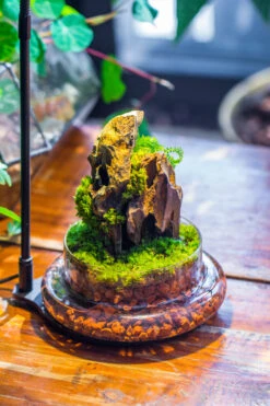 Round Glass Cloche Terrarium 12 Cm Diameter X 20cm Height With Matching Warm White Spot LED Grow Light And Base Set -Terrarium Plant Hub IMG 9283