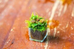 40 Units Mini Acrylic Square Pot For Moss -3cm / 1.2" Side Length -Terrarium Plant Hub IMG 9292