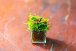 40 Units Mini Acrylic Square Pot For Moss -3cm / 1.2" Side Length -Terrarium Plant Hub IMG 9293 265ffd36 8a47 41dd 9dba a4079c1f37ee