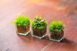 40 Units Mini Acrylic Square Pot For Moss -3cm / 1.2" Side Length -Terrarium Plant Hub IMG 9295