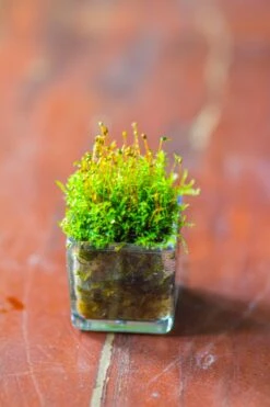 40 Units Mini Acrylic Square Pot For Moss -3cm / 1.2" Side Length -Terrarium Plant Hub IMG 9296 0e9787d0 4a9b 489f 8b7d 7f5d553a4a87