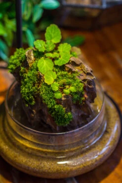 Round Glass Cloche Terrarium 12 Cm Diameter X 15cm Height With Matching Warm White Spot LED Grow Light And Base Set -Terrarium Plant Hub IMG 9301