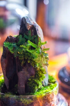 Round Glass Cloche Terrarium 12 Cm Diameter X 20cm Height With Matching Warm White Spot LED Grow Light And Base Set -Terrarium Plant Hub IMG 9303