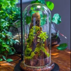 Round Glass Cloche Terrarium 12 Cm Diameter X 26cm Height With Matching Warm White Spot LED Grow Light And Base Set -Terrarium Plant Hub IMG 9306