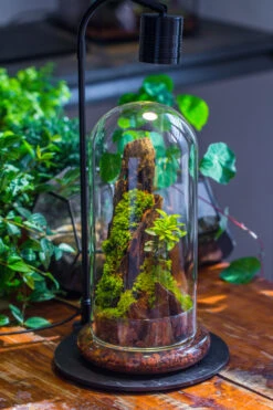 Round Glass Cloche Terrarium 12 Cm Diameter X 26cm Height With Matching Warm White Spot LED Grow Light And Base Set -Terrarium Plant Hub IMG 9306 8f0b923c da3b 4393 a6ca fb95fe2629f6