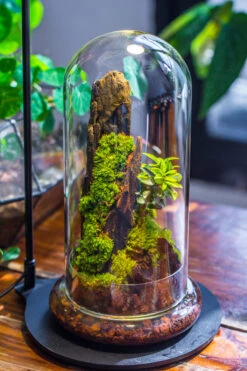 Round Glass Cloche Terrarium 12 Cm Diameter X 26cm Height With Matching Warm White Spot LED Grow Light And Base Set -Terrarium Plant Hub IMG 9307 2