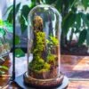 Round Glass Cloche Terrarium 12 Cm Diameter X 26cm Height With Matching Warm White Spot LED Grow Light And Base Set 1 Round Glass Cloche Terrarium 12 Cm Diameter X 26cm Height With Matching Warm White Spot LED Grow Light And Base Set -Terrarium Plant Hub IMG 9311