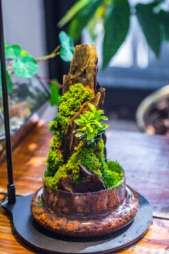 Round Glass Cloche Terrarium 12 Cm Diameter X 26cm Height With Matching Warm White Spot LED Grow Light And Base Set -Terrarium Plant Hub IMG 9313