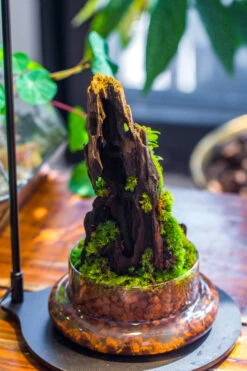 Round Glass Cloche Terrarium 12 Cm Diameter X 26cm Height With Matching Warm White Spot LED Grow Light And Base Set -Terrarium Plant Hub IMG 9317