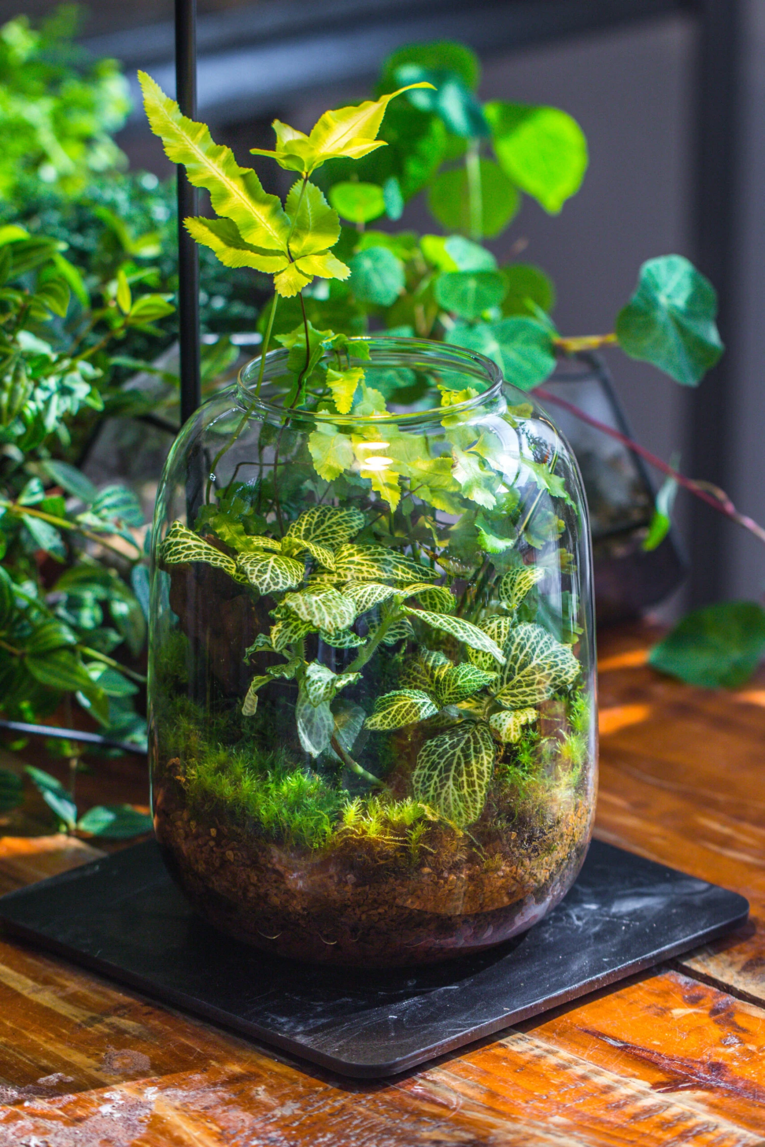 Terrarium Planting Kit Glass Jar And Black LED Grow Light With Base Kit, With Planting Material, DIY Kit 11 Terrarium Planting Kit Glass Jar And Black LED Grow Light With Base Kit, With Planting Material, DIY Kit - Image 9