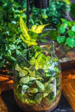 Terrarium Planting Kit Glass Jar And Black LED Grow Light With Base Kit, With Planting Material, DIY Kit 24 Terrarium Planting Kit Glass Jar And Black LED Grow Light With Base Kit, With Planting Material, DIY Kit -Terrarium Plant Hub IMG 9336 e8a855f5 2668 4ae9 a420 49c86c116c52