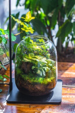 Terrarium Planting Kit Glass Jar And Black LED Grow Light With Base Kit, With Planting Material, DIY Kit 25 Terrarium Planting Kit Glass Jar And Black LED Grow Light With Base Kit, With Planting Material, DIY Kit -Terrarium Plant Hub IMG 9337