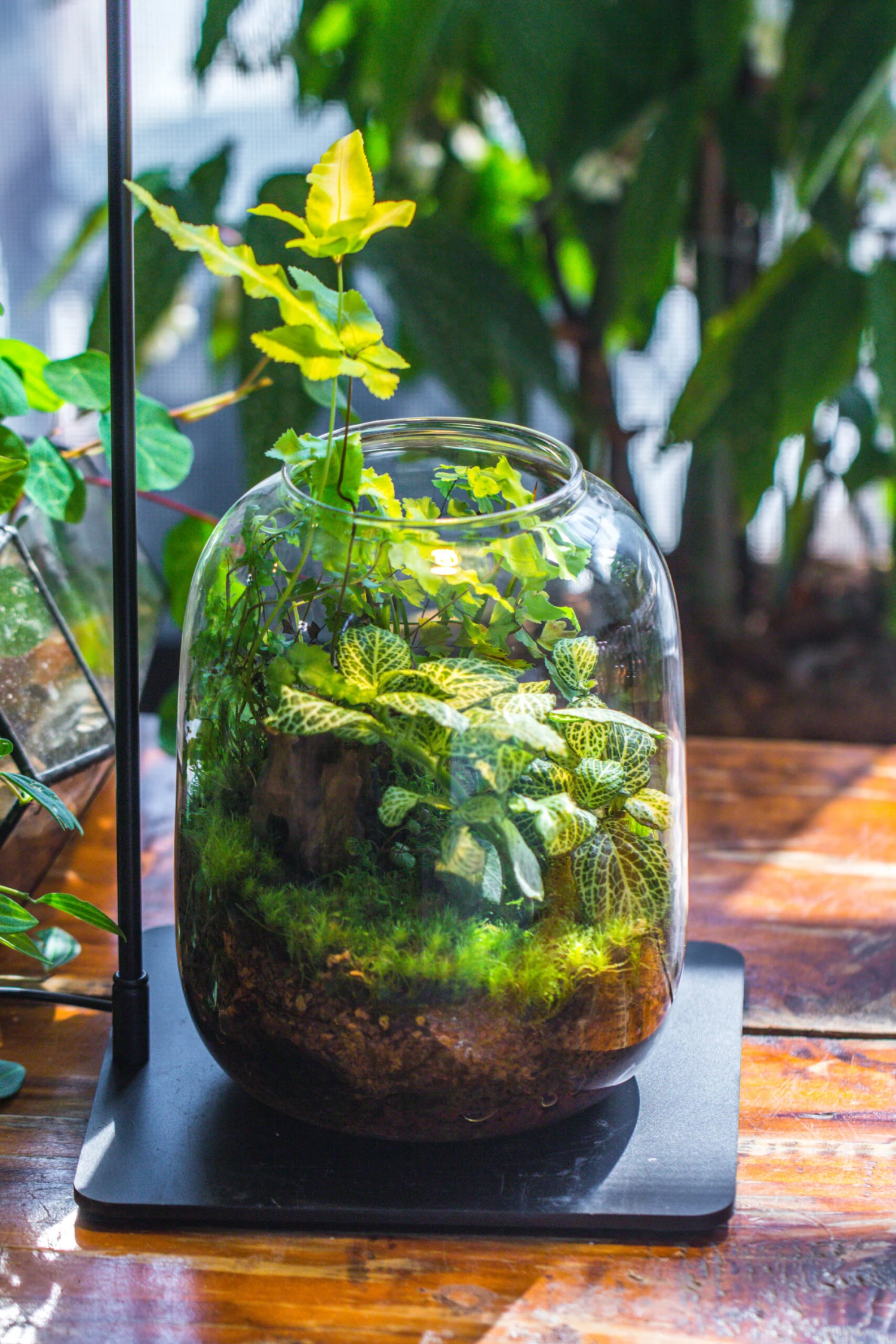 Terrarium Planting Kit Glass Jar And Black LED Grow Light With Base Kit, With Planting Material, DIY Kit 13 Terrarium Planting Kit Glass Jar And Black LED Grow Light With Base Kit, With Planting Material, DIY Kit - Image 11