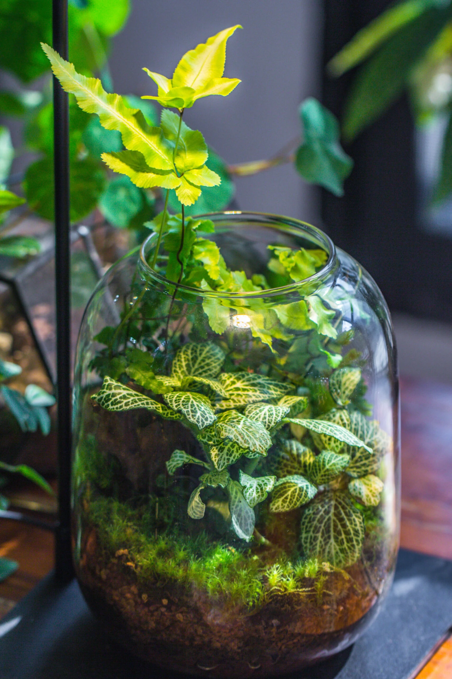 Terrarium Planting Kit Glass Jar And Black LED Grow Light With Base Kit, With Planting Material, DIY Kit 9 Terrarium Planting Kit Glass Jar And Black LED Grow Light With Base Kit, With Planting Material, DIY Kit - Image 7