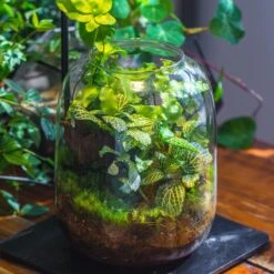 Terrarium Planting Kit Glass Jar And Black LED Grow Light With Base Kit, With Planting Material, DIY Kit 16 Terrarium Planting Kit Glass Jar And Black LED Grow Light With Base Kit, With Planting Material, DIY Kit -Terrarium Plant Hub IMG 9339