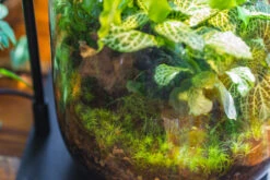 20x30cm Multiple Pieces Live Dry Leucobryum Moss, Cushion Moss Will Regreen, For Terrarium, Micro Landscape -Terrarium Plant Hub IMG 9340