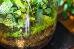 Terrarium Planting Kit Glass Jar And Black LED Grow Light With Base Kit, With Planting Material, DIY Kit 22 Terrarium Planting Kit Glass Jar And Black LED Grow Light With Base Kit, With Planting Material, DIY Kit -Terrarium Plant Hub IMG 9341