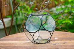 Propagation Station Glass Geometric Terrarium, 32 Face , Close, With Door, Truncated Dodecahedron -Terrarium Plant Hub IMG 9395