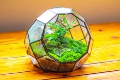 Propagation Station Glass Geometric Moon Terrarium, Close, With Door 34 Propagation Station Glass Geometric Moon Terrarium, Close, With Door -Terrarium Plant Hub IMG 9421