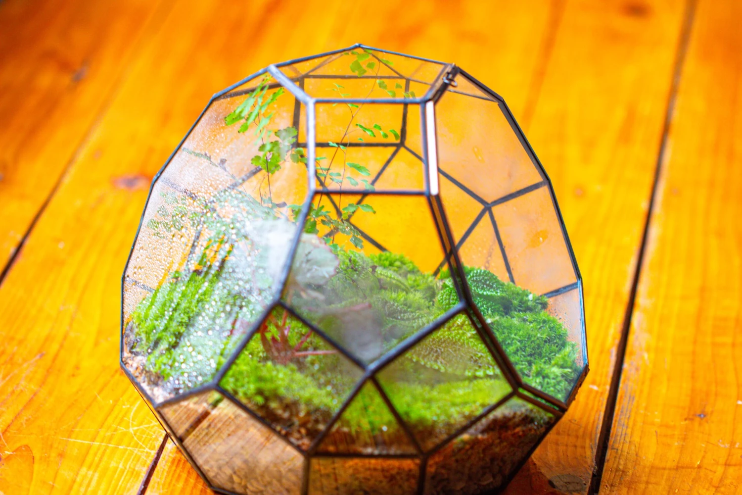 Propagation Station Glass Geometric Moon Terrarium, Close, With Door 16 Propagation Station Glass Geometric Moon Terrarium, Close, With Door - Image 14