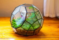 Propagation Station Glass Geometric Moon Terrarium, Close, With Door 36 Propagation Station Glass Geometric Moon Terrarium, Close, With Door -Terrarium Plant Hub IMG 9425 b37080c2 ae8a 4d2a bdf5 26554e8dd361