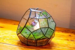 Propagation Station Glass Geometric Moon Terrarium, Close, With Door 37 Propagation Station Glass Geometric Moon Terrarium, Close, With Door -Terrarium Plant Hub IMG 9426