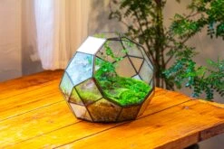 Propagation Station Glass Geometric Moon Terrarium, Close, With Door 38 Propagation Station Glass Geometric Moon Terrarium, Close, With Door -Terrarium Plant Hub IMG 9429