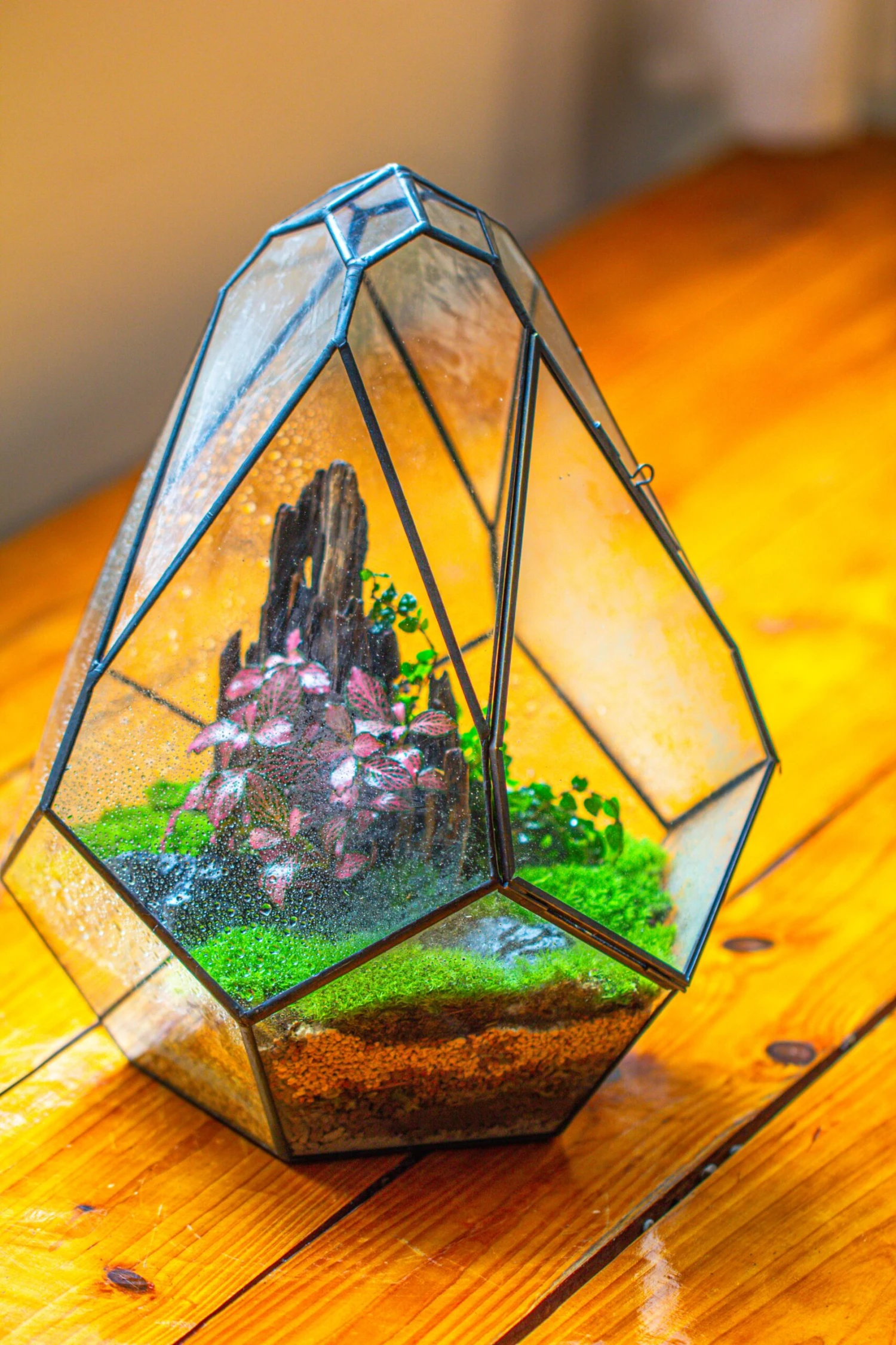 Propagation Station 13" Large Teardrop Geometric Terrarium, Close, With Door 15 Propagation Station 13" Large Teardrop Geometric Terrarium, Close, With Door - Image 13