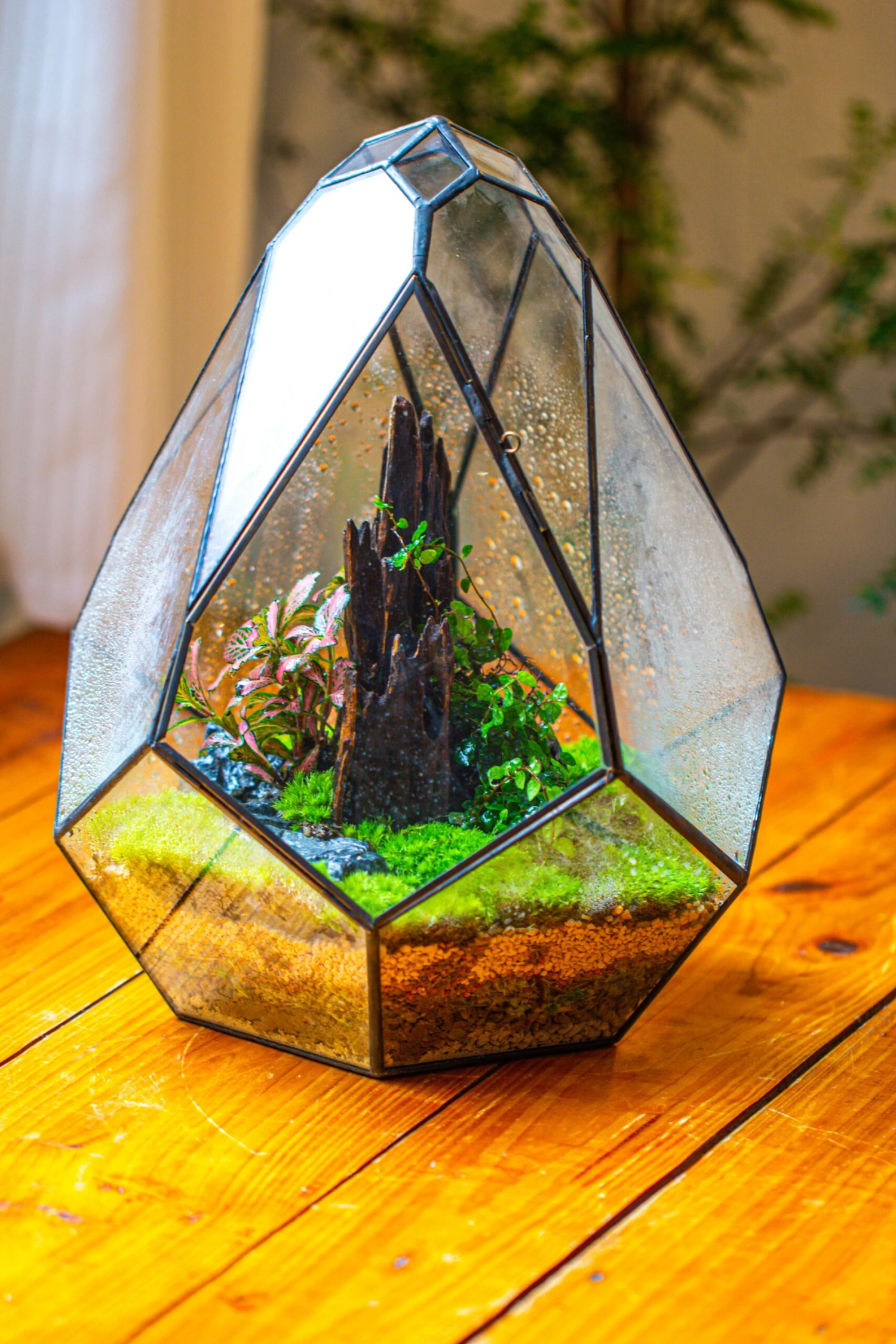 Propagation Station 13" Large Teardrop Geometric Terrarium, Close, With Door 18 Propagation Station 13" Large Teardrop Geometric Terrarium, Close, With Door - Image 16