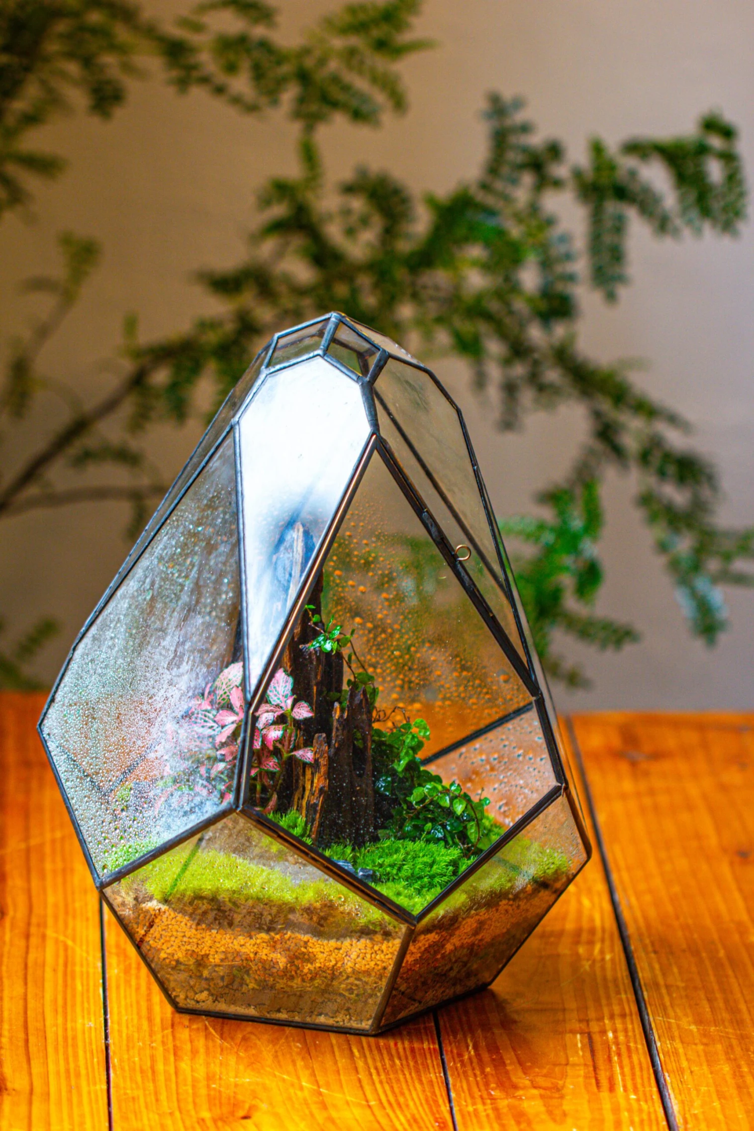 Propagation Station 13" Large Teardrop Geometric Terrarium, Close, With Door 20 Propagation Station 13" Large Teardrop Geometric Terrarium, Close, With Door - Image 18