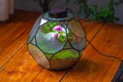 Propagation Station Glass Geometric Terrarium, 32 Face , Close, With Door, Truncated Dodecahedron -Terrarium Plant Hub IMG 9443