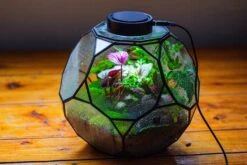 Propagation Station Glass Geometric Terrarium, 32 Face , Close, With Door, Truncated Dodecahedron -Terrarium Plant Hub IMG 9444