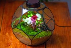 Propagation Station Glass Geometric Terrarium, 32 Face , Close, With Door, Truncated Dodecahedron -Terrarium Plant Hub IMG 9446