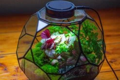 Propagation Station Glass Geometric Terrarium, 32 Face , Close, With Door, Truncated Dodecahedron -Terrarium Plant Hub IMG 9449 9e52734b fe8b 41b1 868f 066d1a59e51f