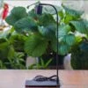 5W Warm White Black LED Grow Light Adjustable With Black Matte Stand, Or Terrarium, Moss, Shade Plants, Multi Size Available Customizable -39cm / 15.4 -Terrarium Plant Hub IMG 9449 be4d923e 0fbe 48a4 8912 95b33278c685