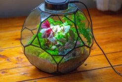 Propagation Station Glass Geometric Terrarium, 32 Face , Close, With Door, Truncated Dodecahedron -Terrarium Plant Hub IMG 9450 58c49589 3dca 4e44 8e77 653906b2f128