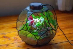 Propagation Station Glass Geometric Terrarium, 32 Face , Close, With Door, Truncated Dodecahedron -Terrarium Plant Hub IMG 9451 21b2b7eb 315f 444d b96e cc5ecd030d39