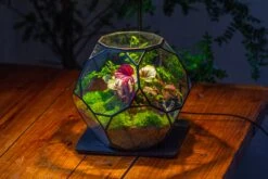 Propagation Station Glass Geometric Terrarium, 32 Face , Close, With Door, Truncated Dodecahedron -Terrarium Plant Hub IMG 9454