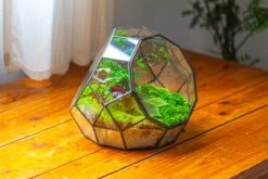Propagation Station Glass Geometric Moon Terrarium, Close, With Door 39 Propagation Station Glass Geometric Moon Terrarium, Close, With Door -Terrarium Plant Hub IMG 9519