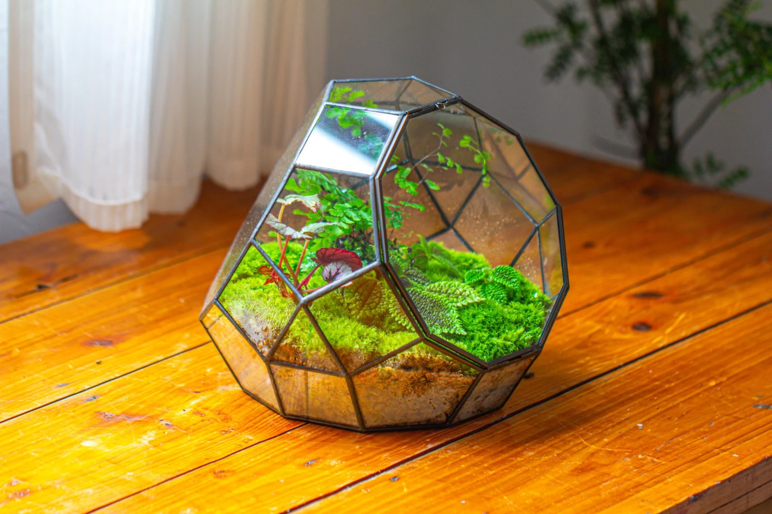 Propagation Station Glass Geometric Moon Terrarium, Close, With Door 20 Propagation Station Glass Geometric Moon Terrarium, Close, With Door - Image 18