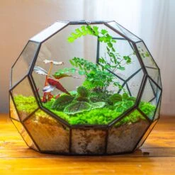 Propagation Station Glass Geometric Moon Terrarium, Close, With Door 26 Propagation Station Glass Geometric Moon Terrarium, Close, With Door -Terrarium Plant Hub IMG 9521